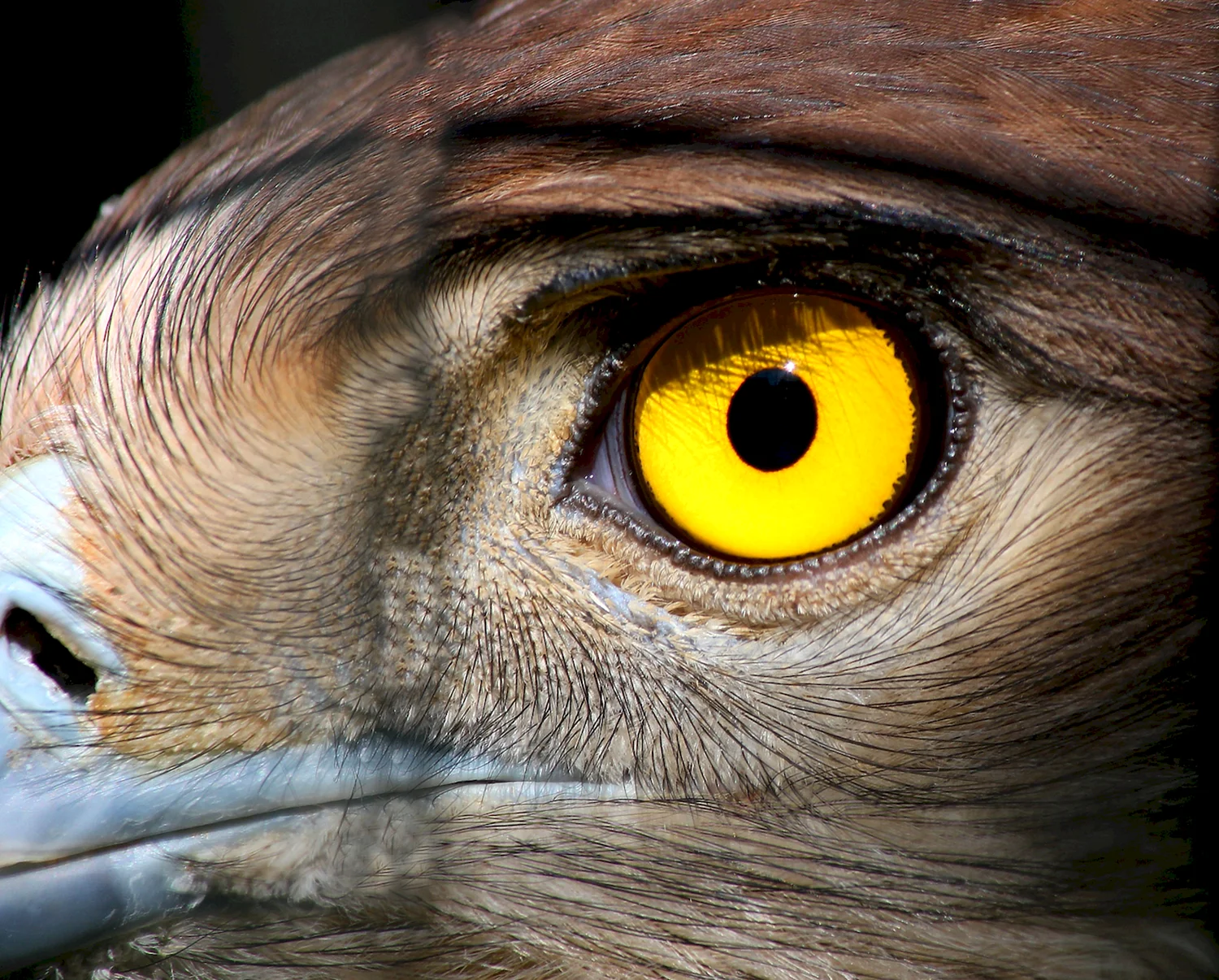 Глаза хищных птиц