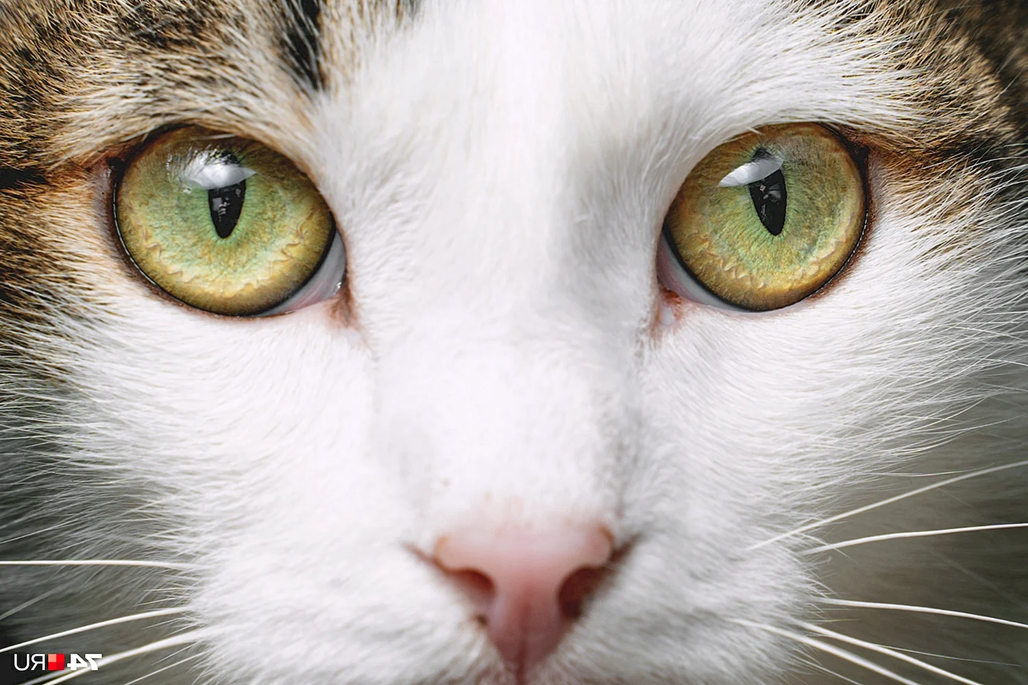Глаза кошки фото