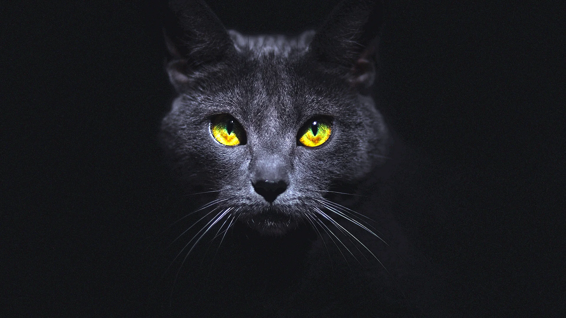 Глаза кошки в темноте