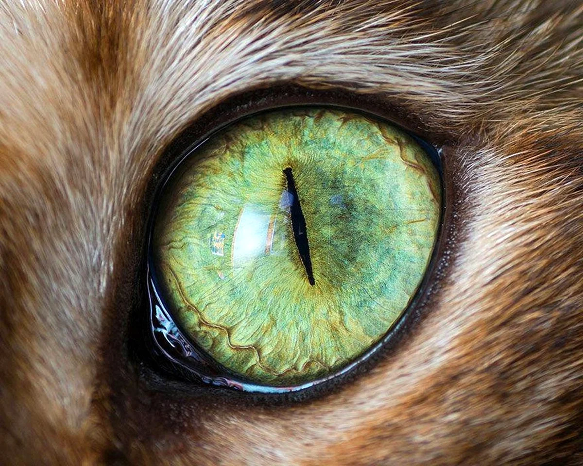 Глаза кота