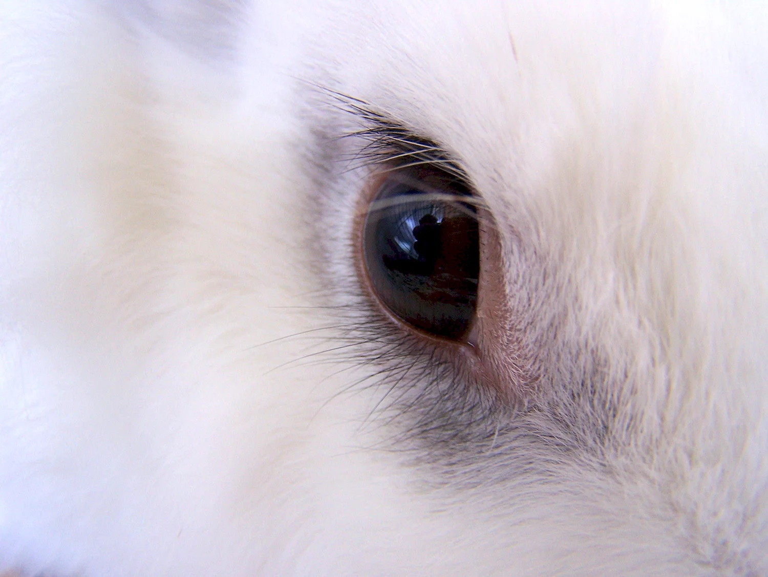 Глаза кролика