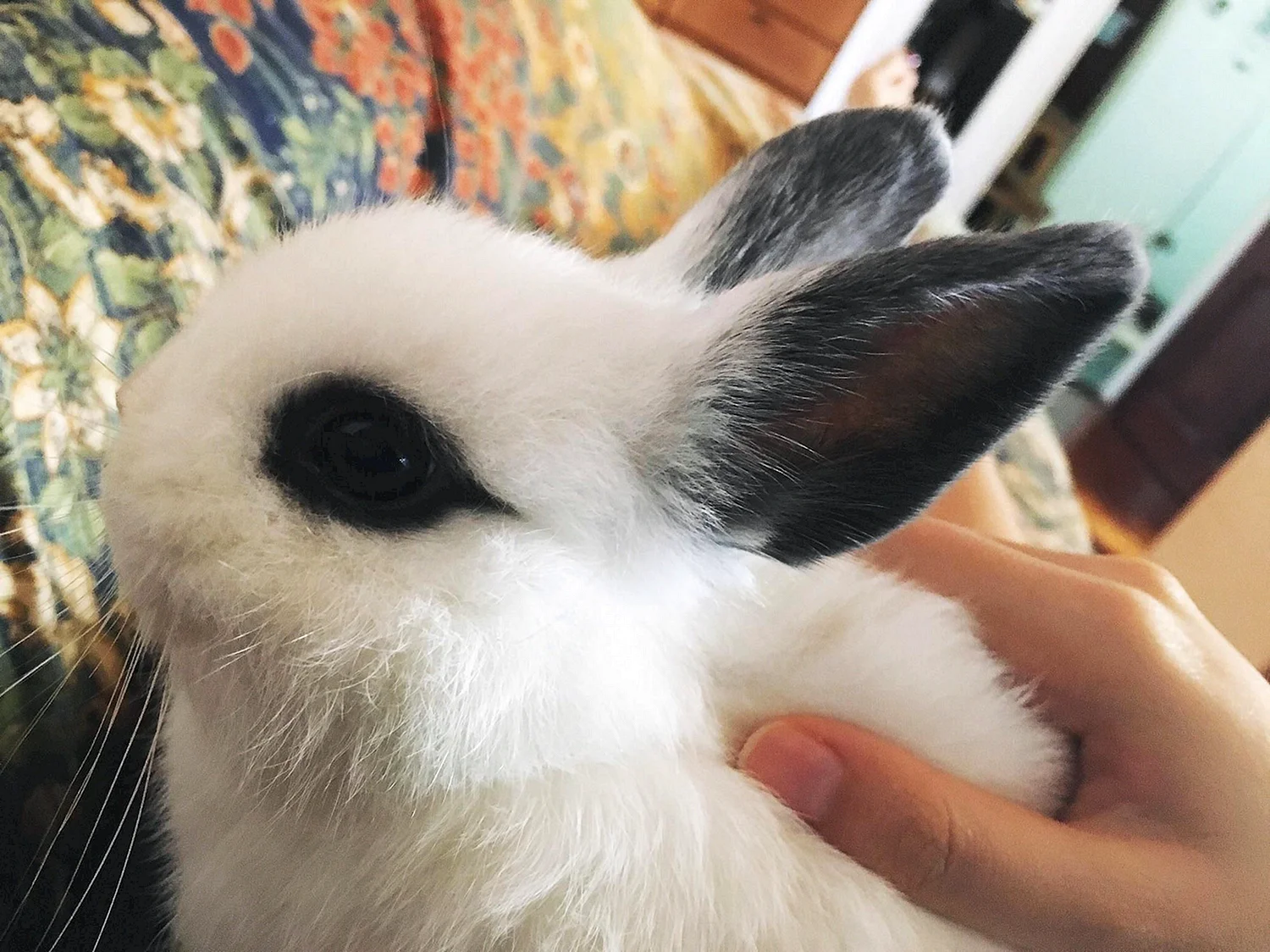 Глаза кролика