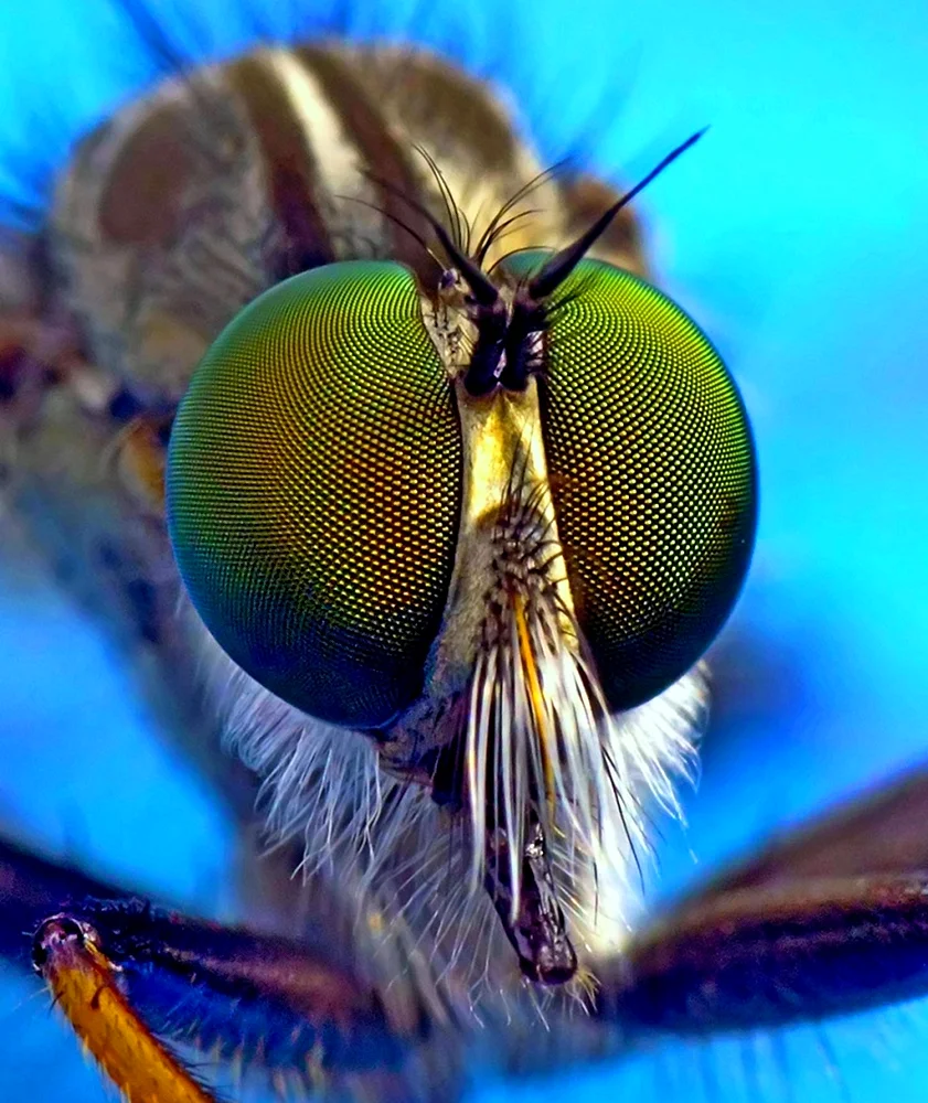 Глаза насекомых
