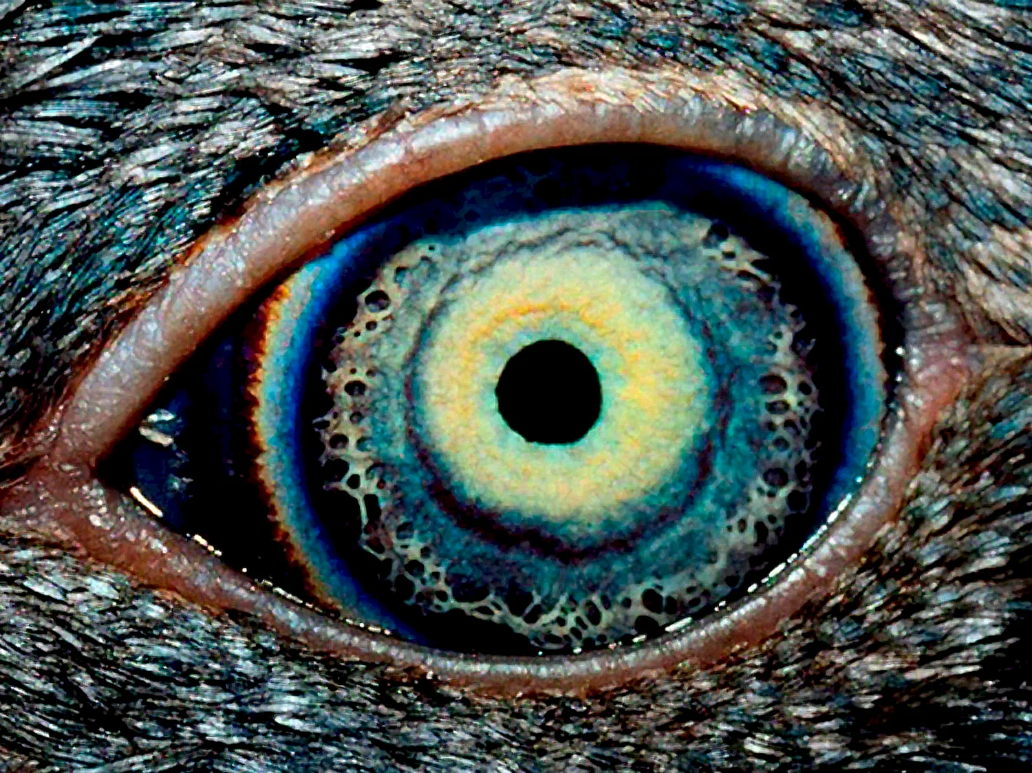 Глаза пингвина