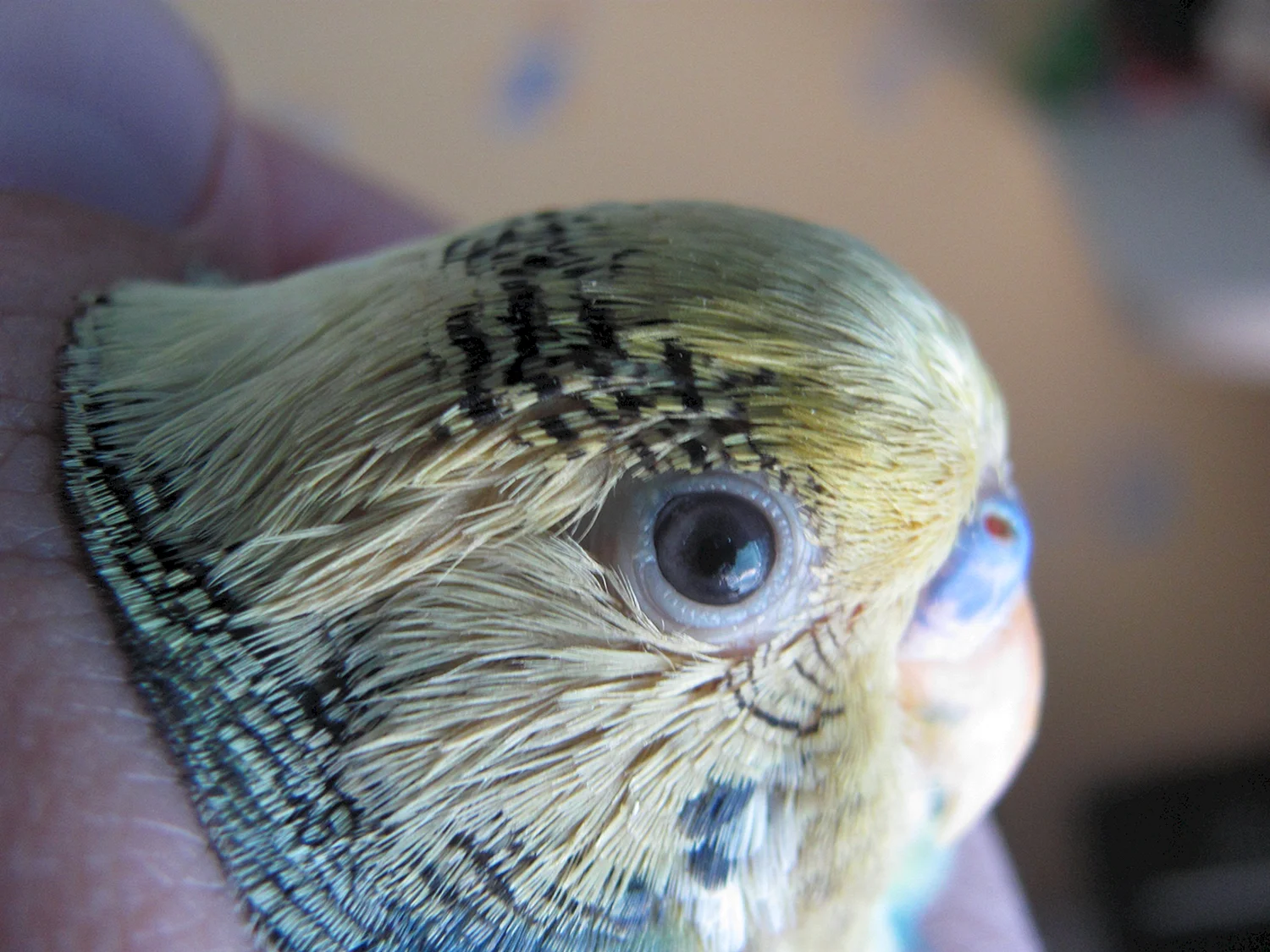 Глаза попугая волнистого