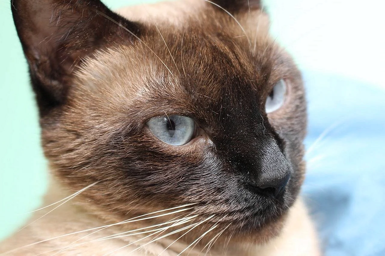 Глаза сиамских кошек