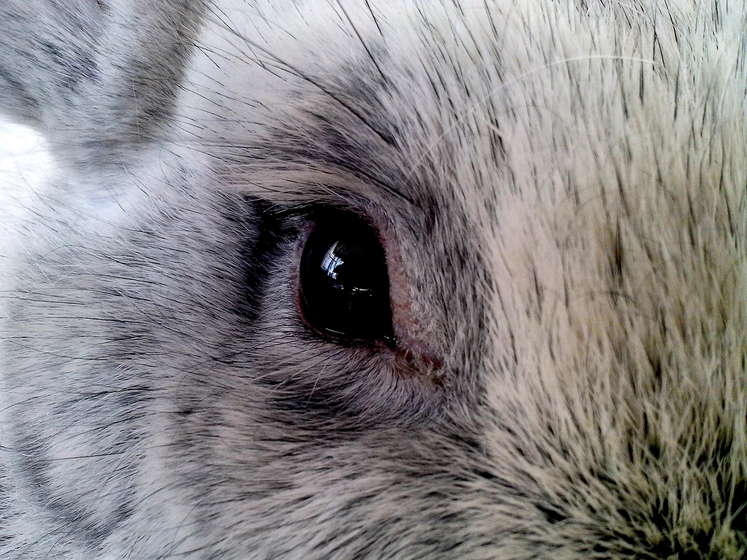 Глаза зайца