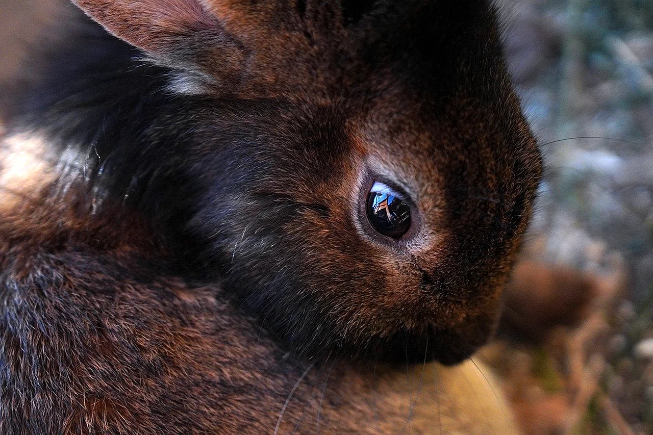 Глаза зайца