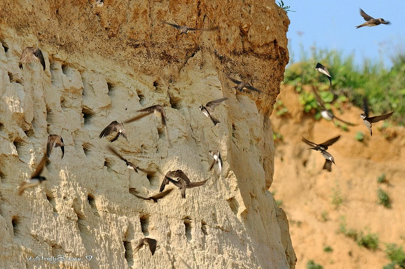 Гнездо ласточки береговушки