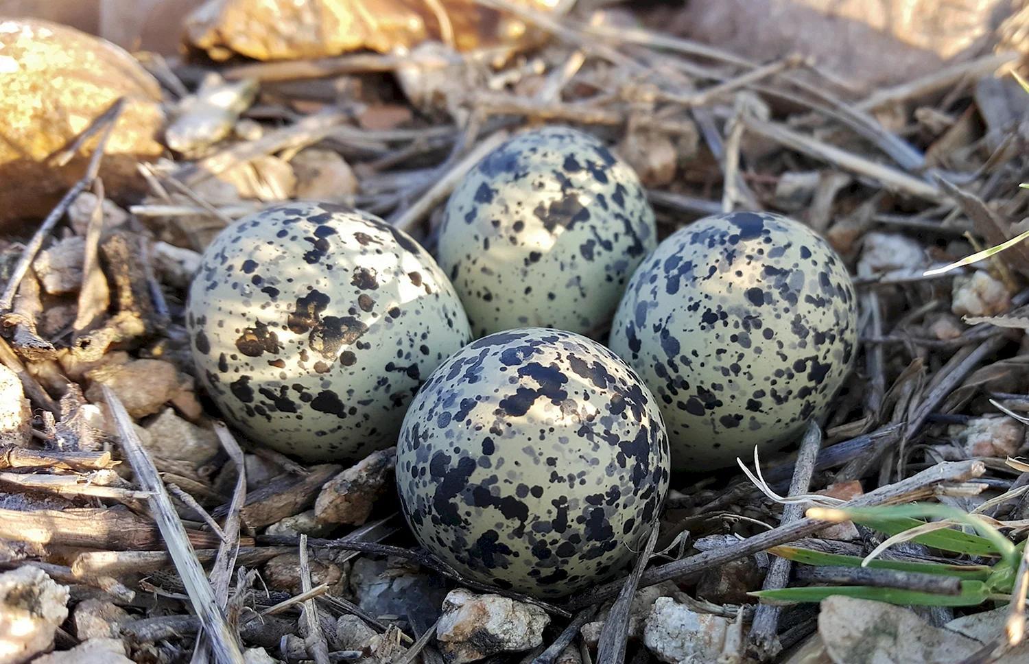 Гнездо моевки с яйцами