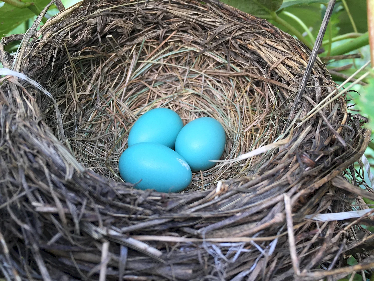Гнездо с яйцами