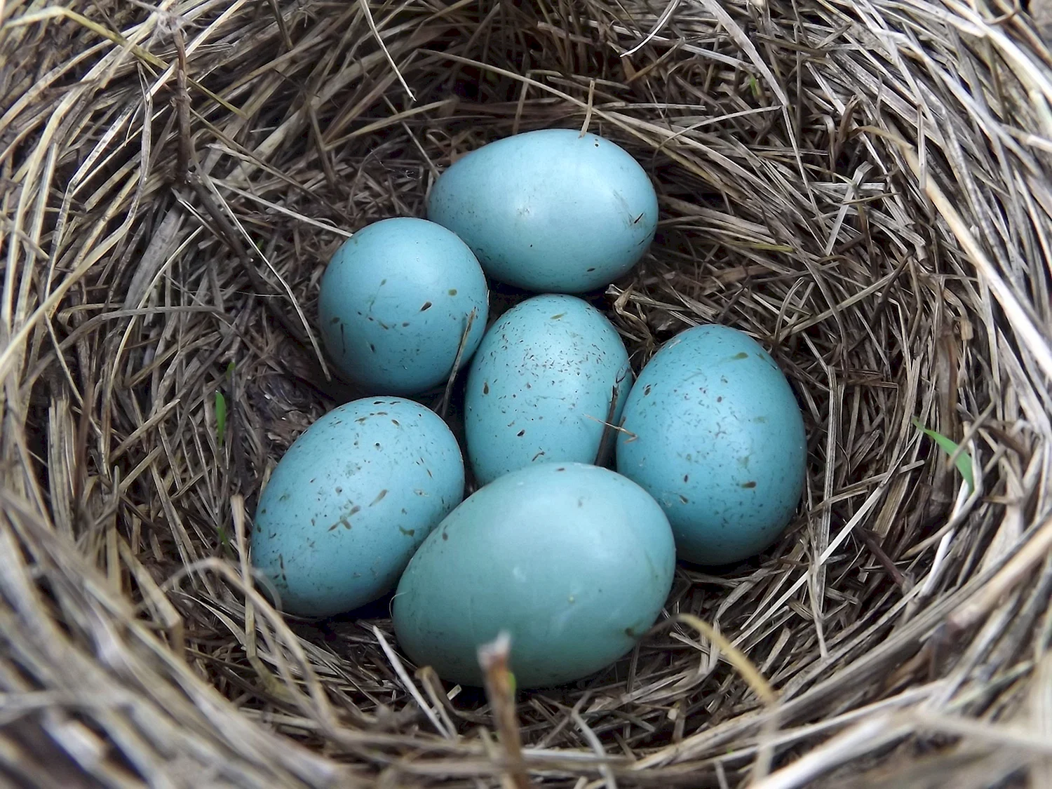 Гнездо зарянки с яйцами
