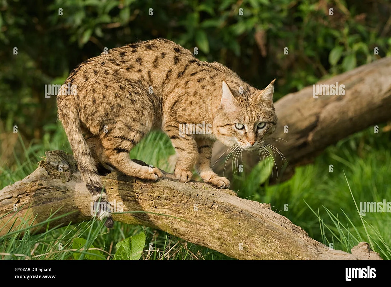 Гобийская серая кошка (Felis bieti)