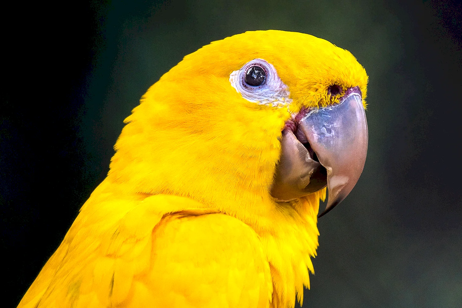 Golden Conure попугай