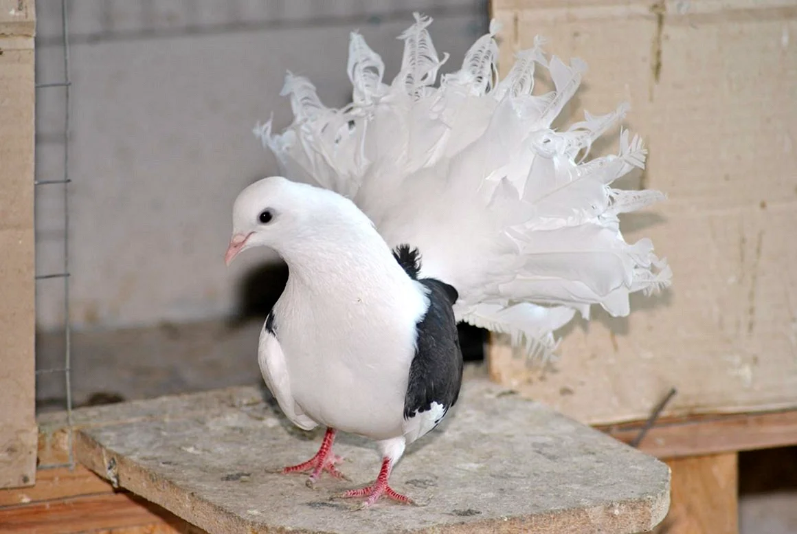 Голландские капуциновые голуби