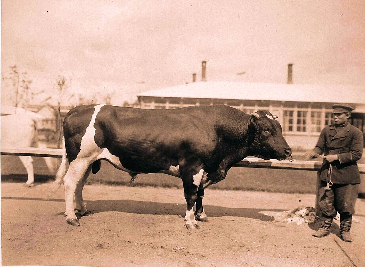 Голландский бык