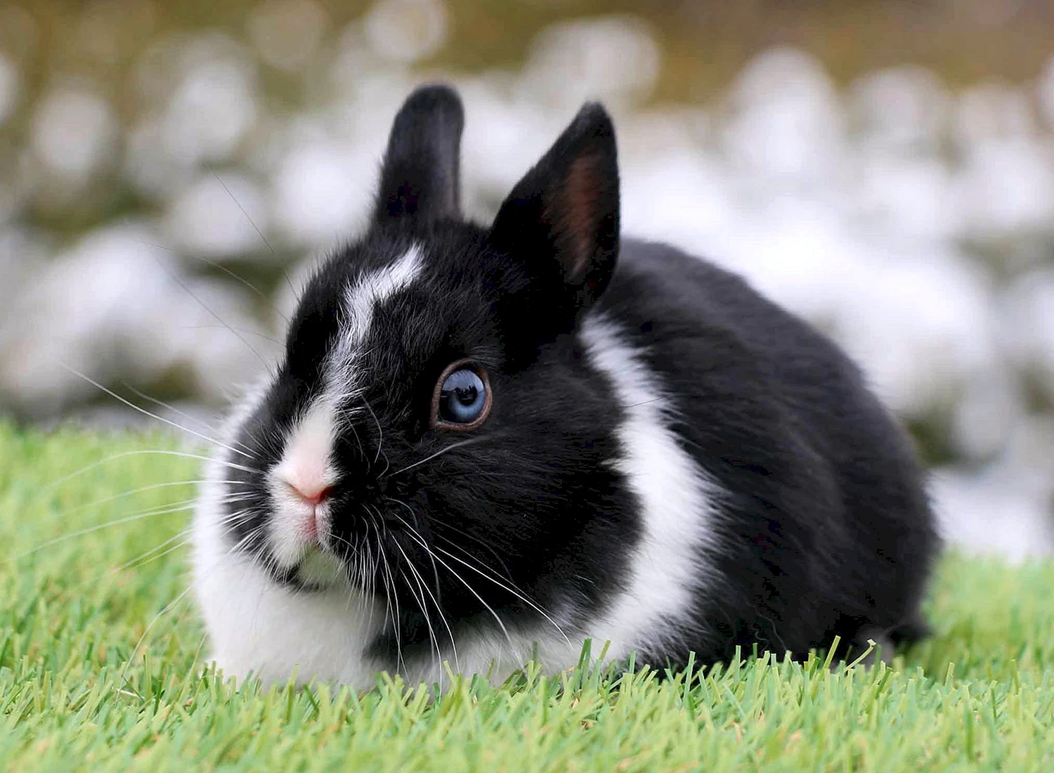 Голландский карликовый кролик черный