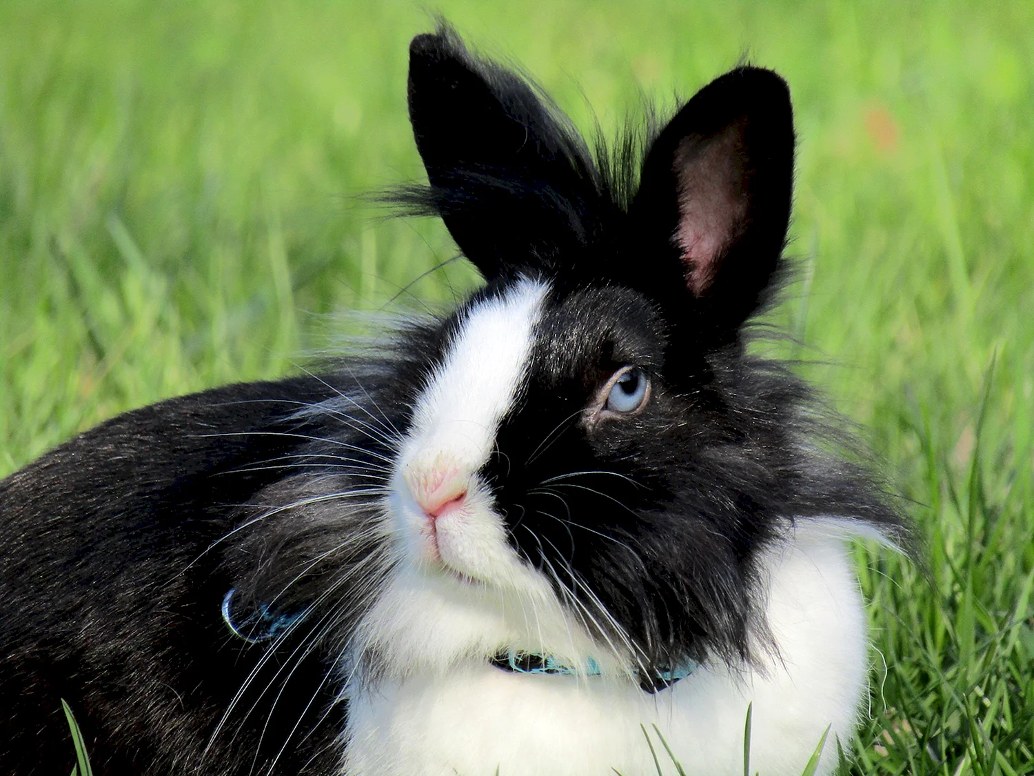 Голландский кролик трехцветный