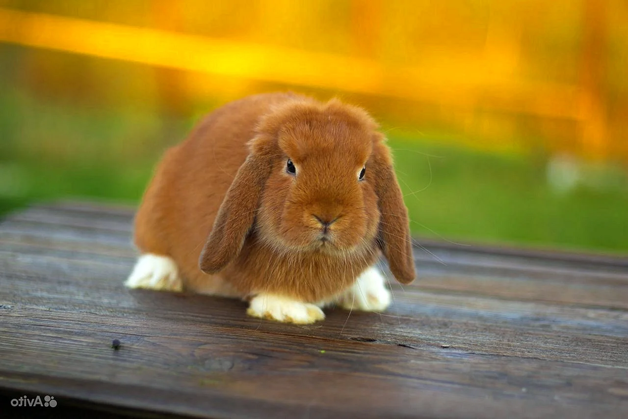 Голландский вислоухий декоративный кролик