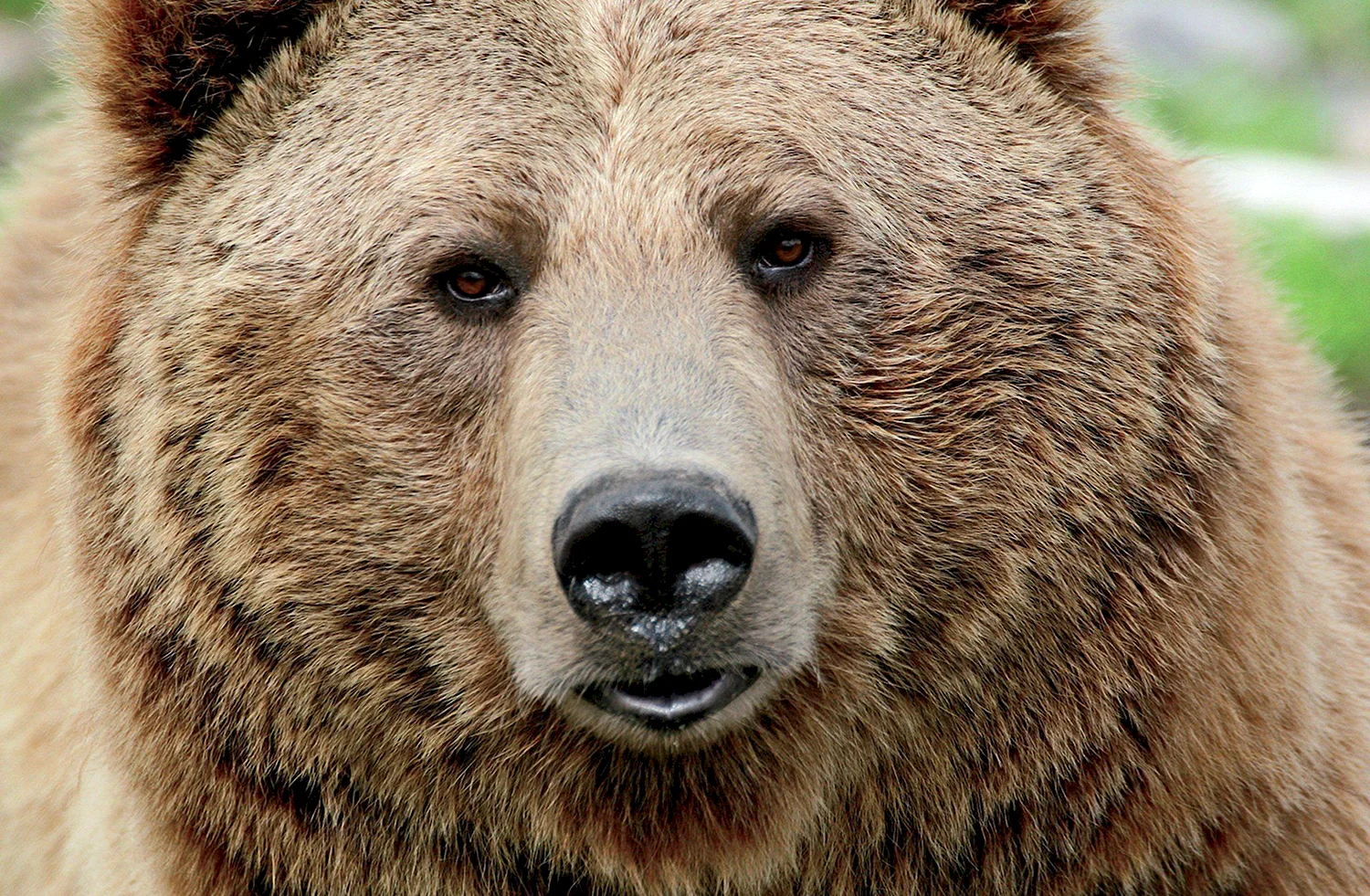 Голова медведя Гризли