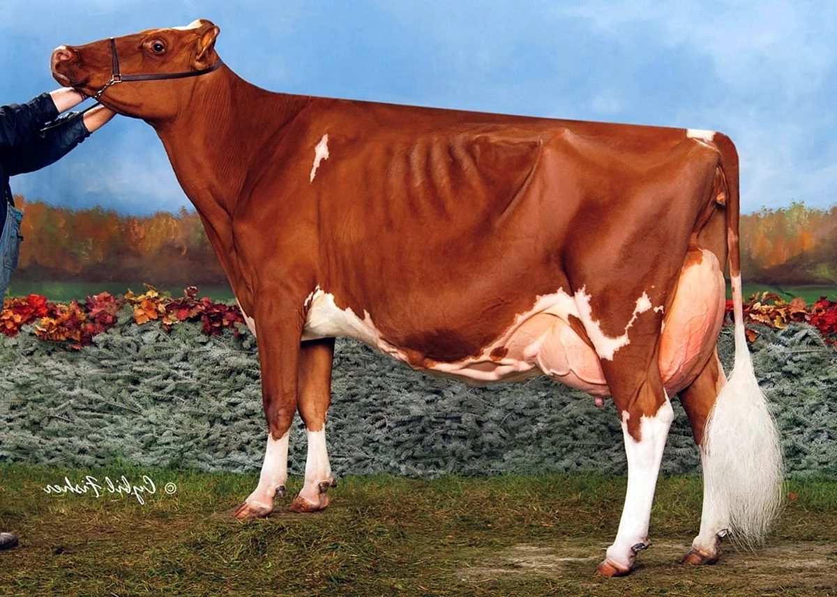 Гольштейн порода коров бык
