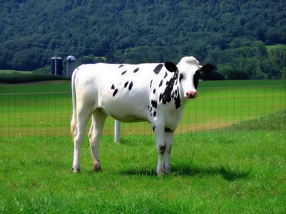 Голштино-Фризская порода коров