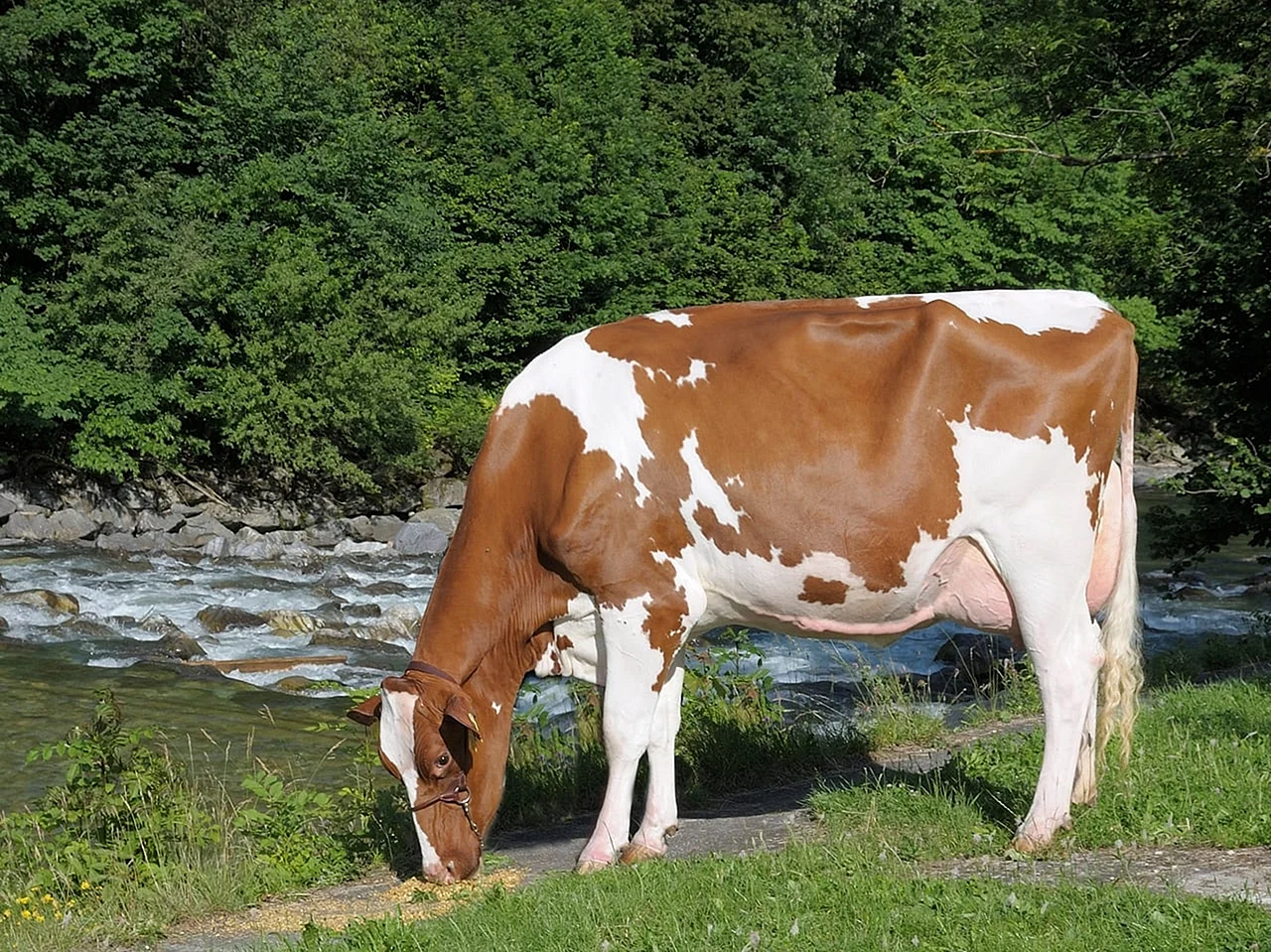 Голштинская корова