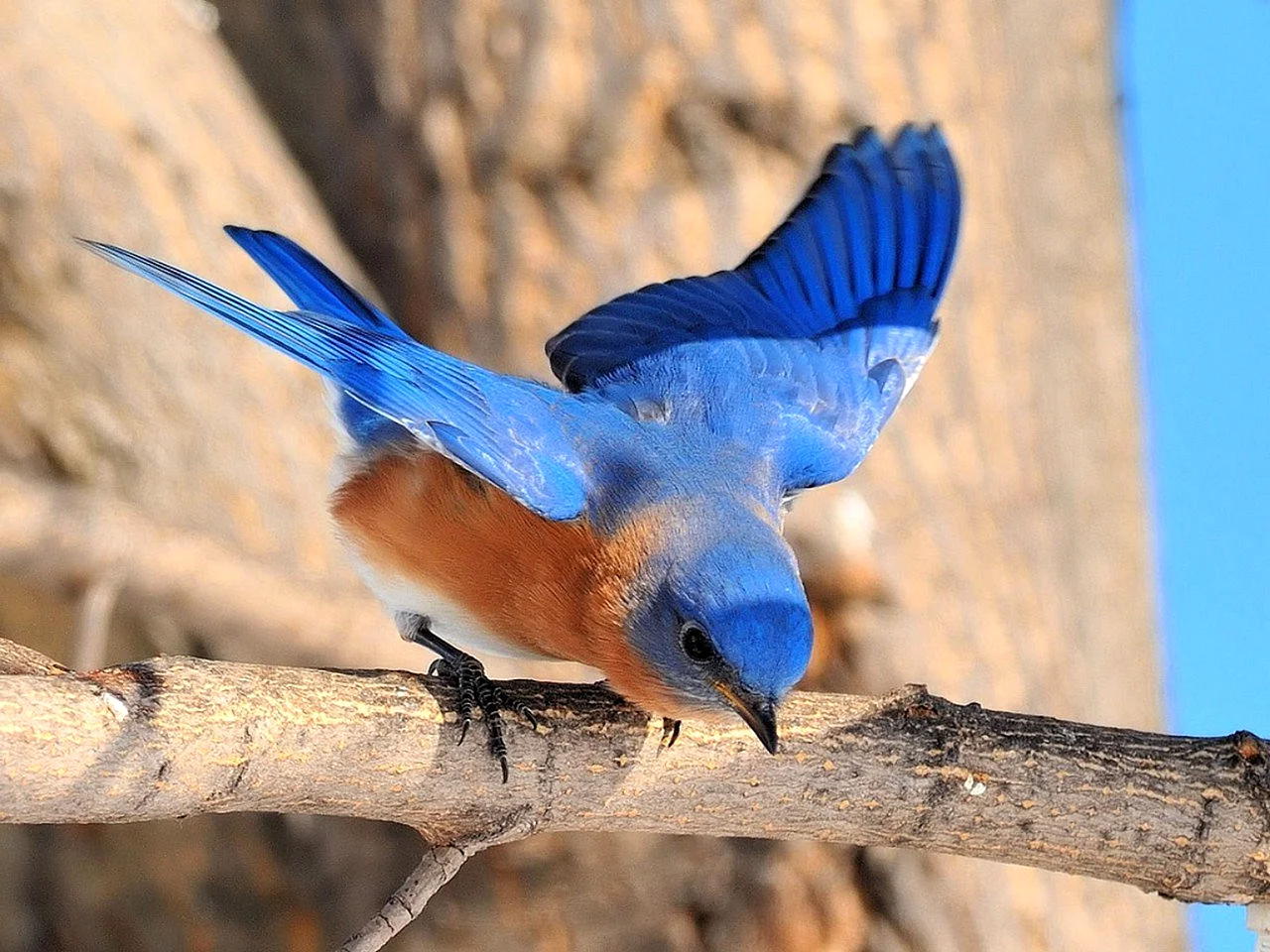 Голубая канарейка птица