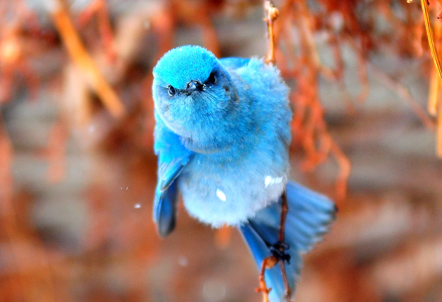 Голубая канарейка птица