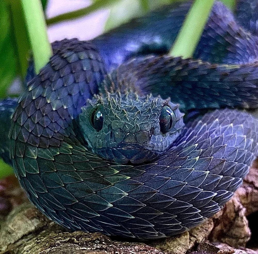 Голубая куфия змея