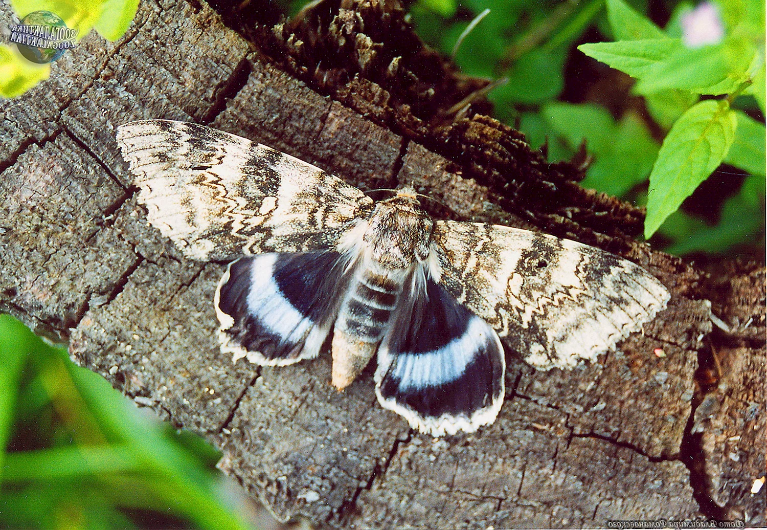 Голубая Ленточница бабочка