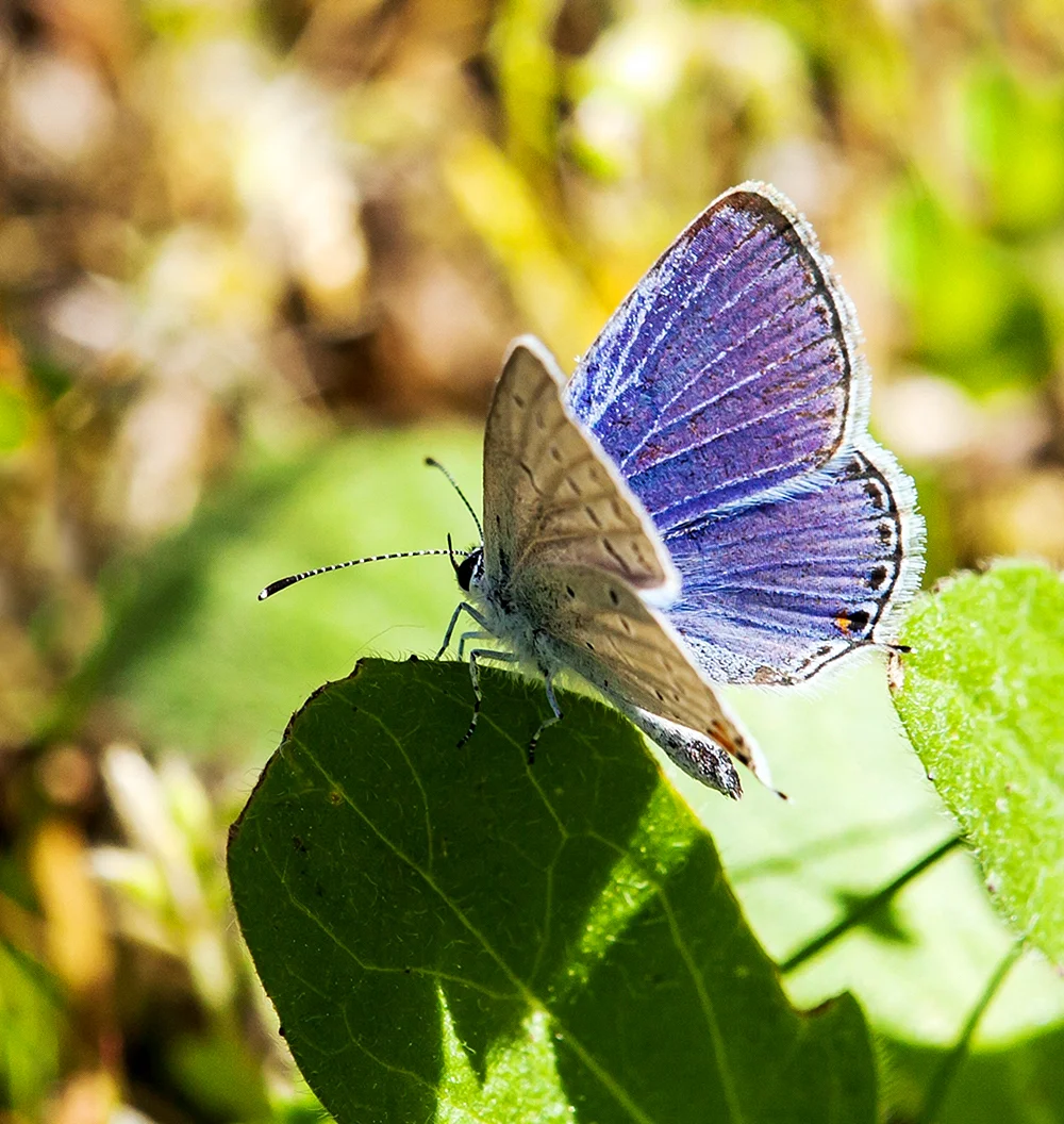 Голубая Ордынка бабочка
