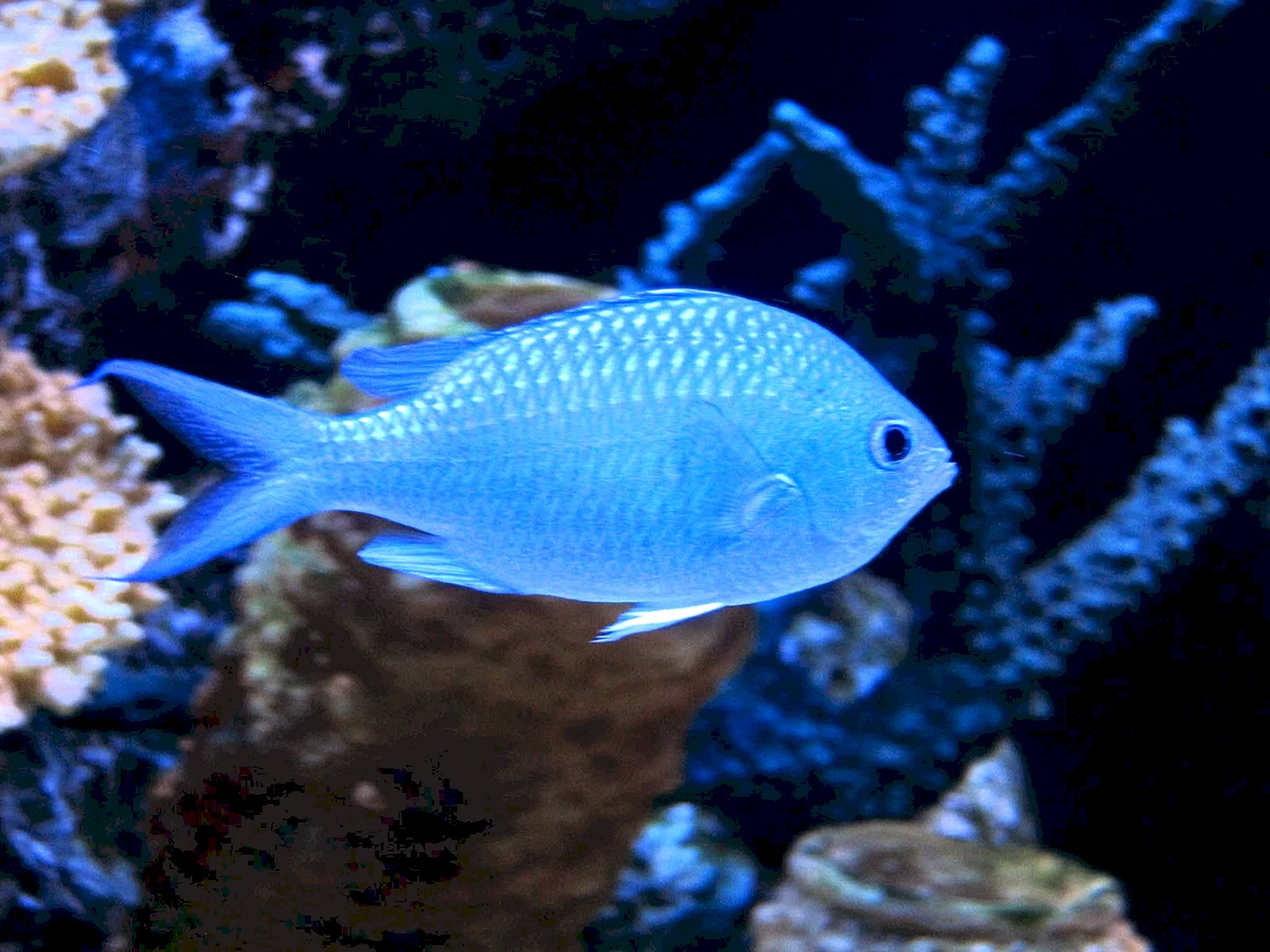 Голубая остролистная рыба