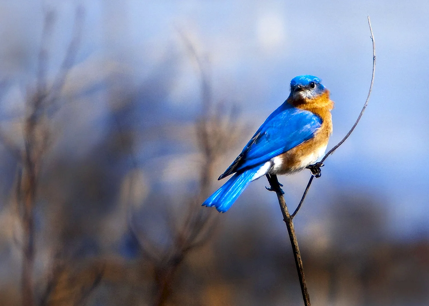 Голубая птичка