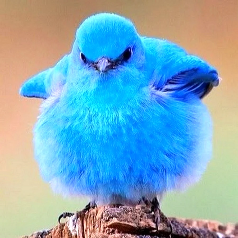 Голубая сиалия птица