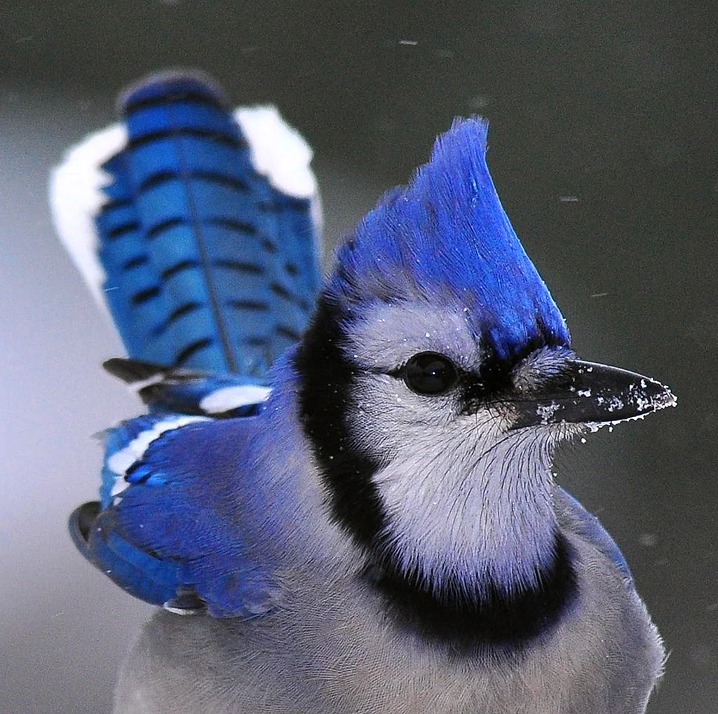 Голубая Сойка птица