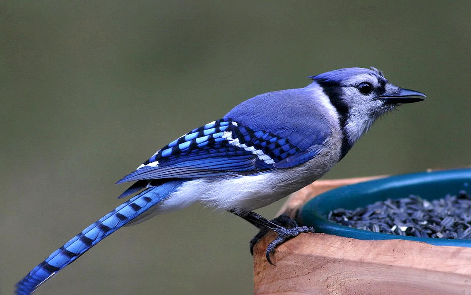 Голубая Сойка птица фото