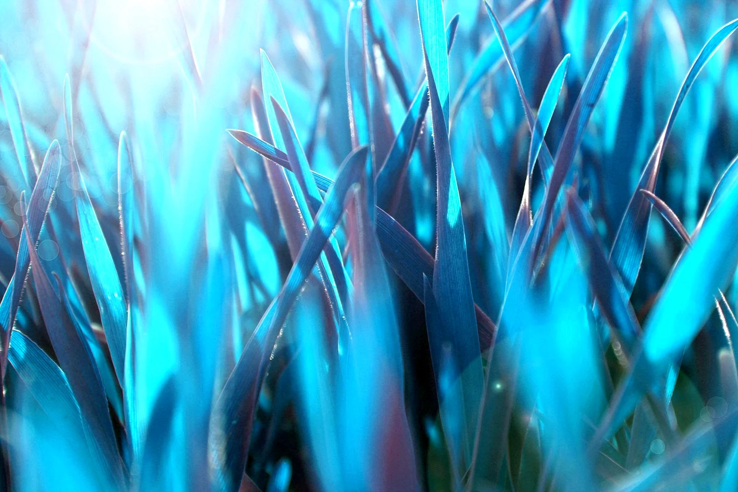 Голубая трава