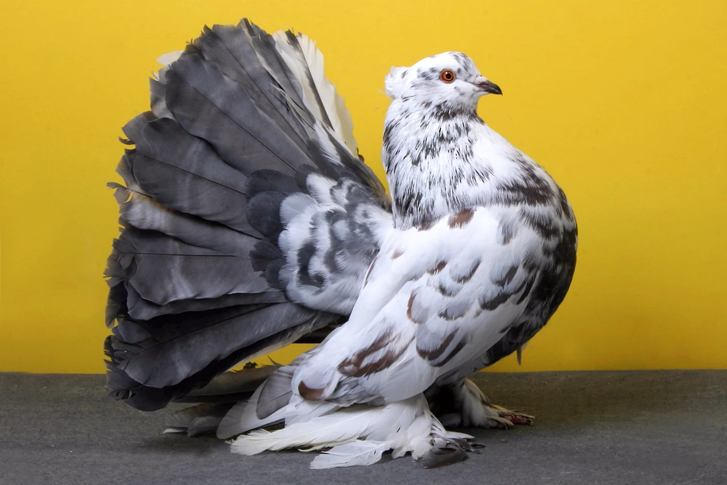 Породы домашних голубей с фотографиями и названиями