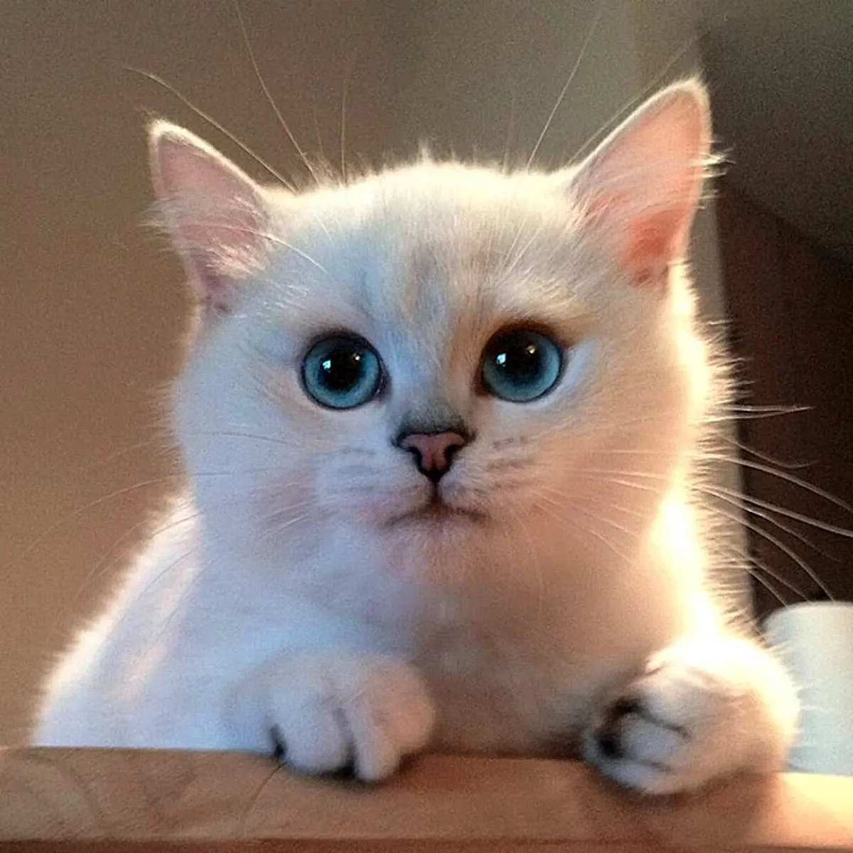 Голубоглазый кот Коби