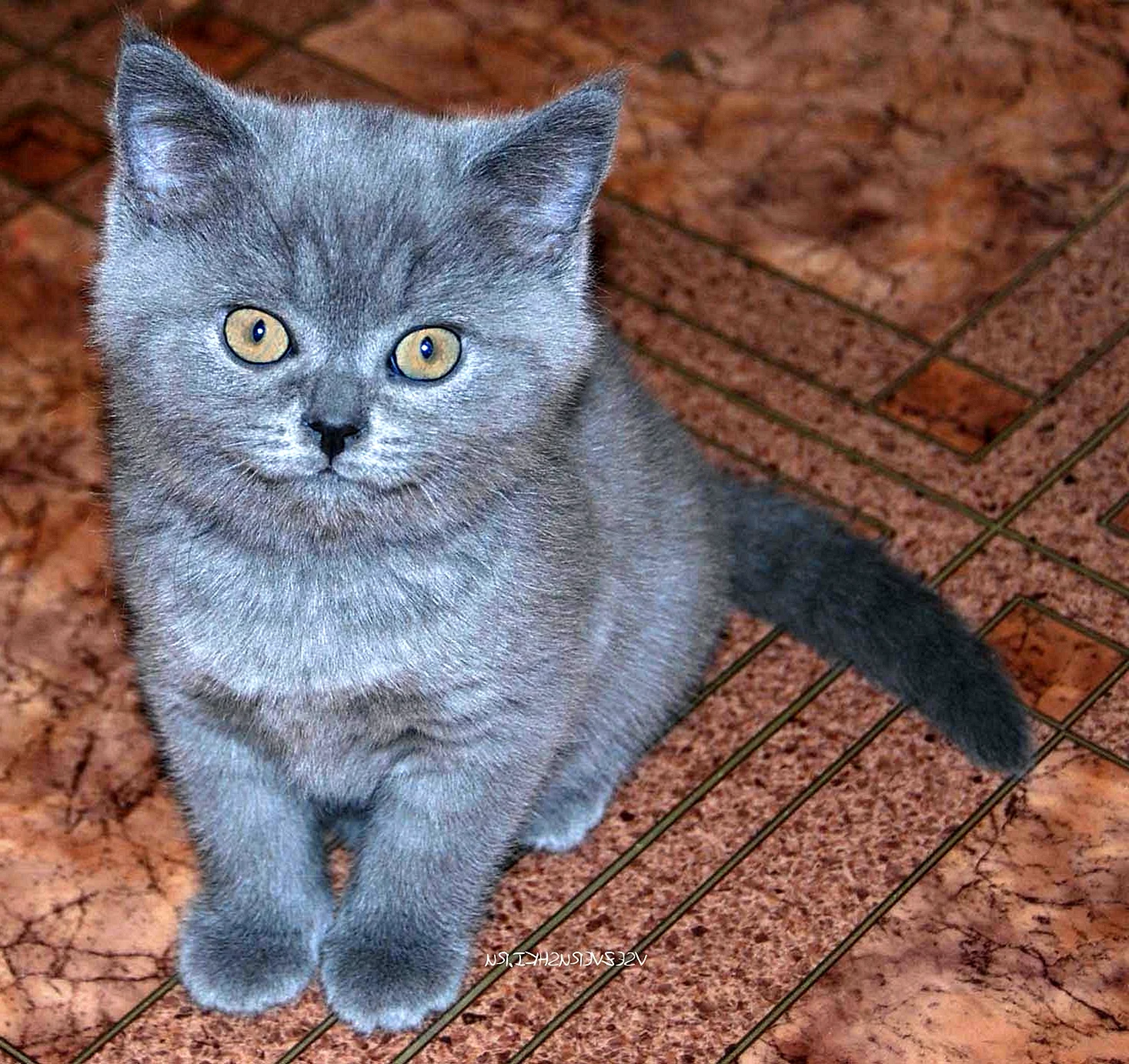 Голубой британец кот котенок