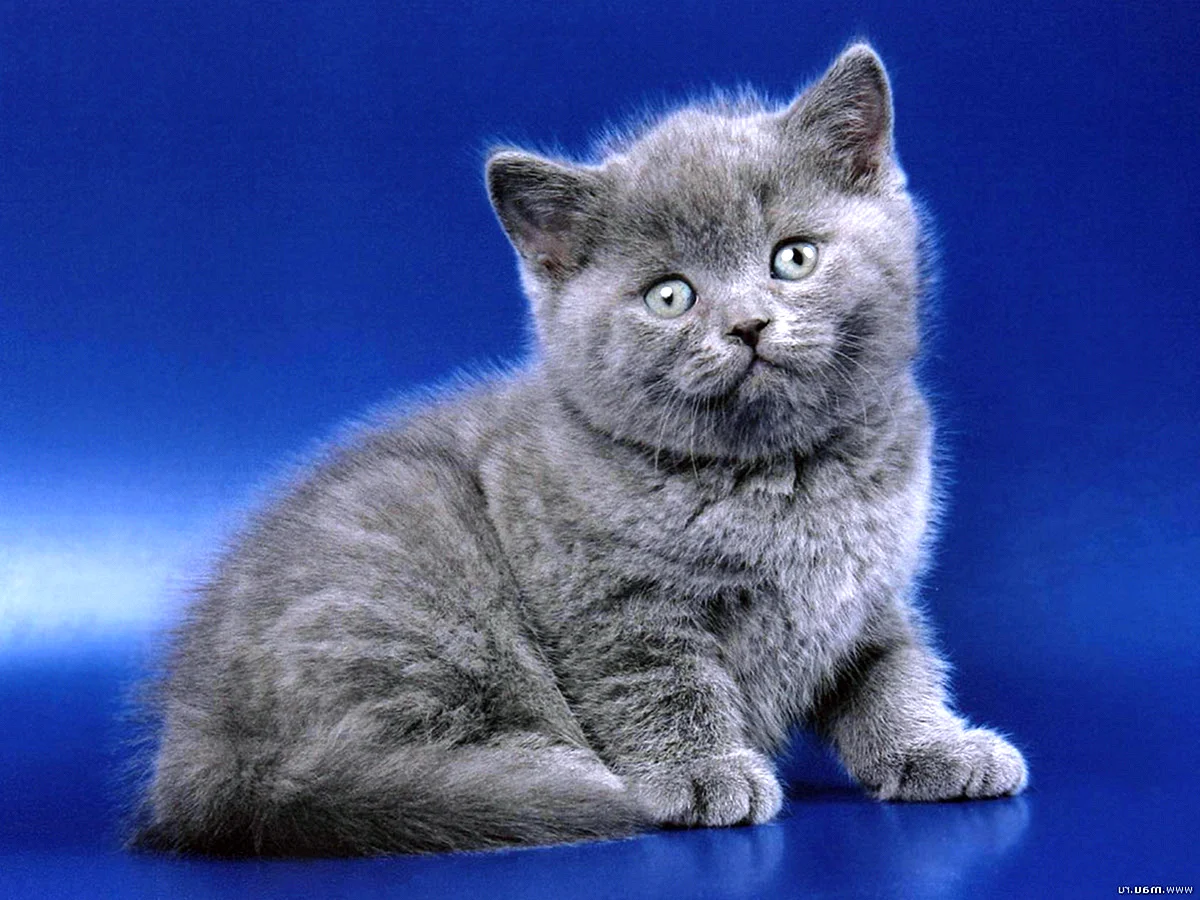 Голубой британец котенок