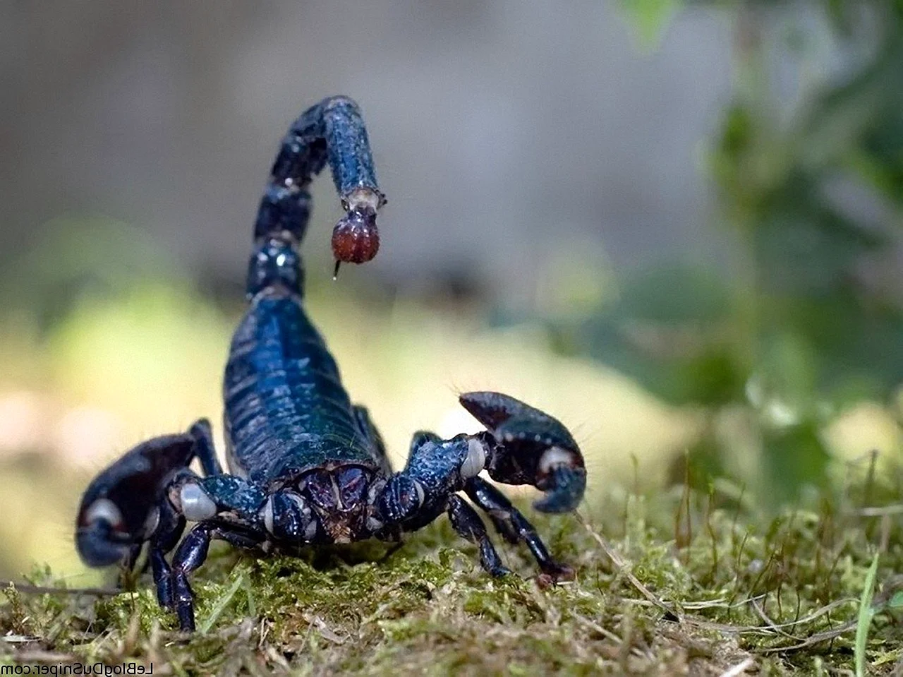 Голубой Императорский Скорпион