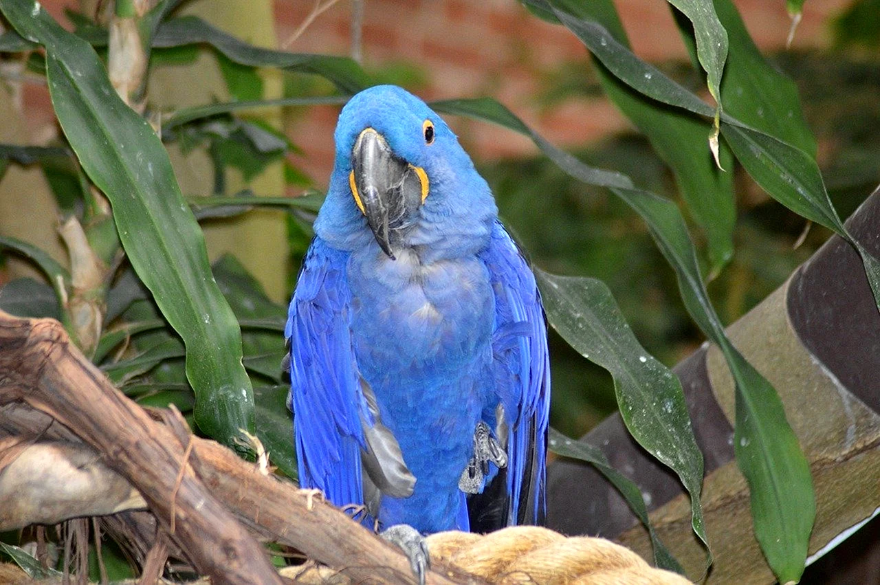 Голубой Какаду