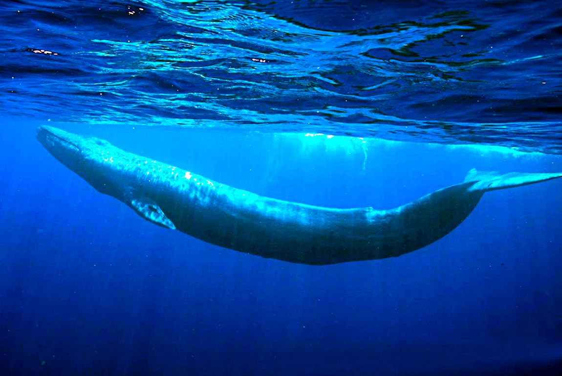Голубой кит Balaenoptera musculus