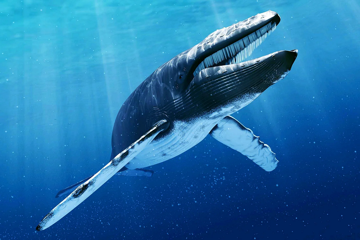 Голубой кит Balaenoptera musculus