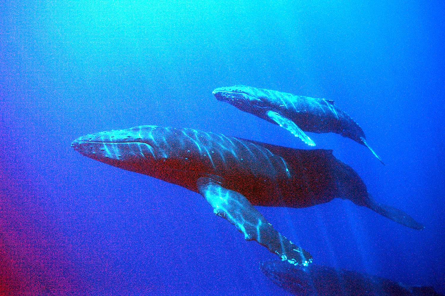 Голубой кит блювал