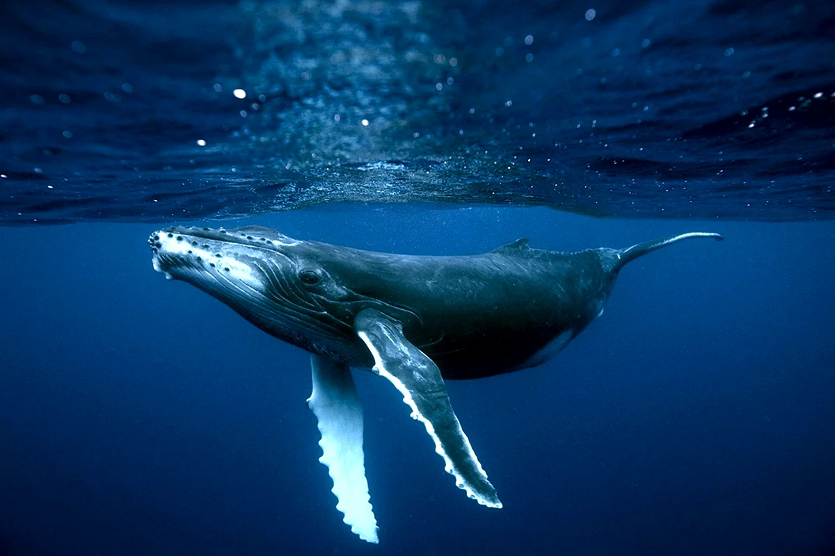 Голубой кит и горбатый кит