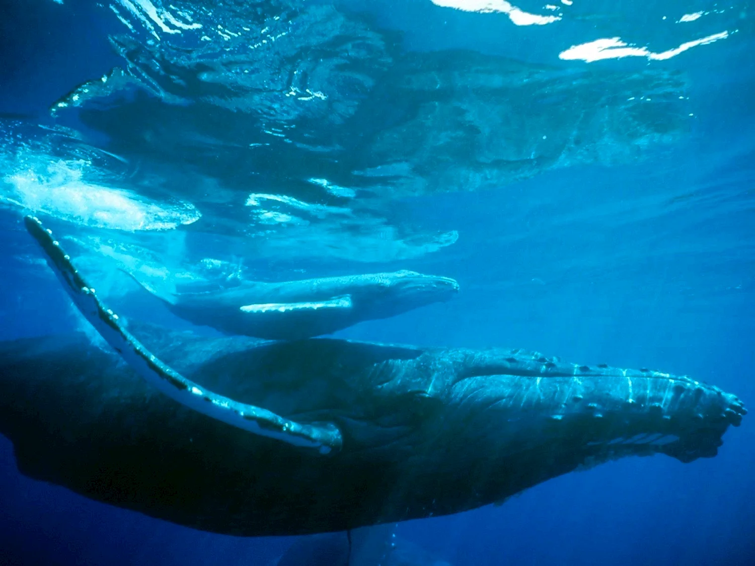 Голубой кит и Кашалот