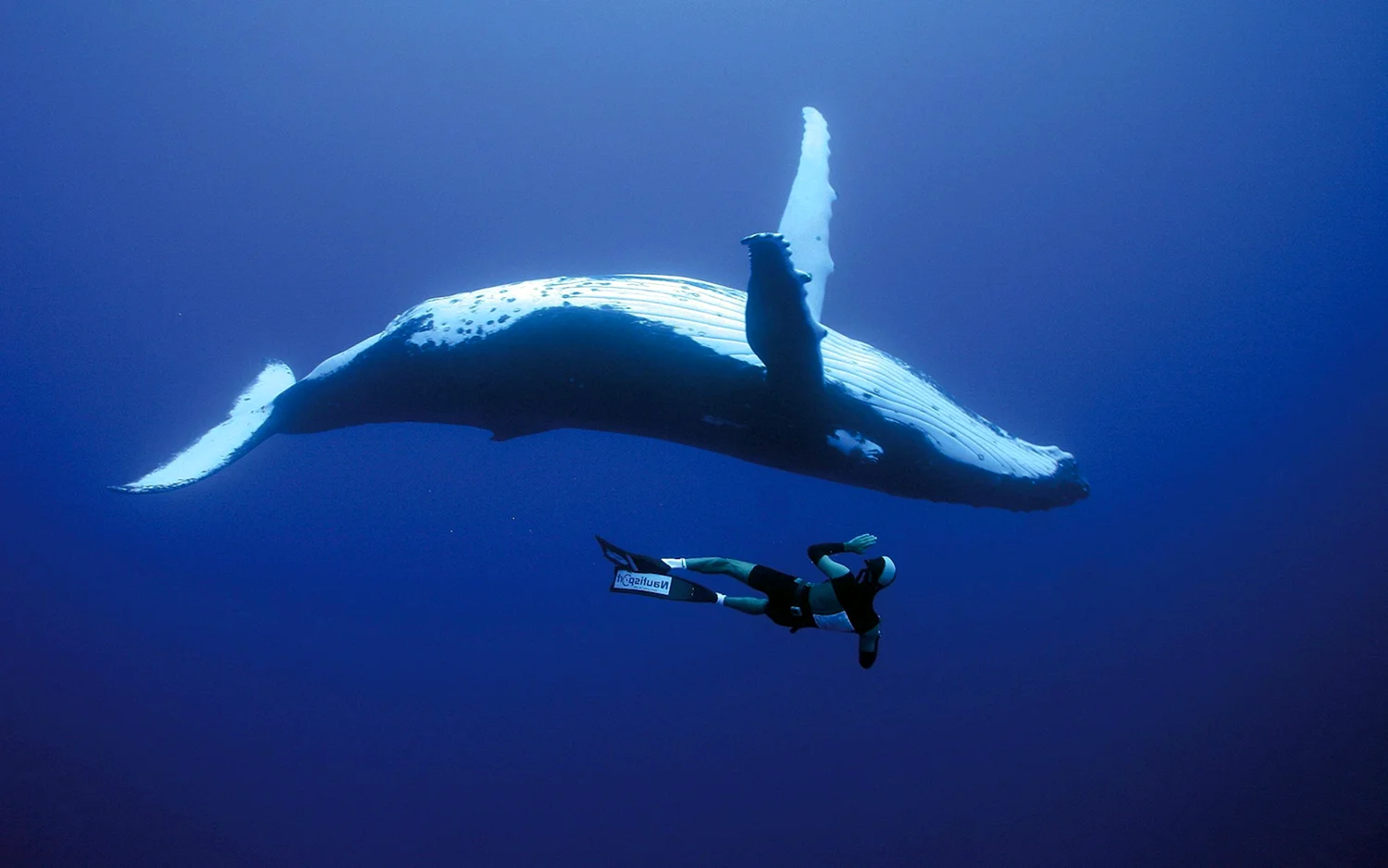 Голубой кит и Кашалот